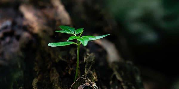 Young green plant sprouting from dark soil, symbolizing growth and resilience in nature.